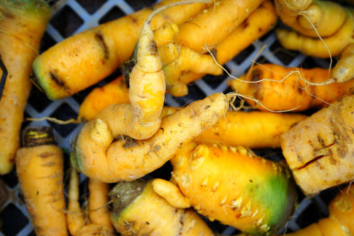 Yellow Carrots